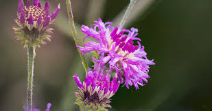 Image result for Vernonia stenocephala