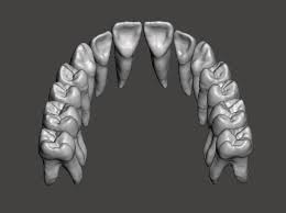 Maxillary Human Teeth Full Arch 3d Print Model In 2020 Human Teeth Anatomy For Artists Teeth Art
