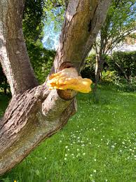 After cases of white & black fungus were reported, recently, an ent specialist from ghaziabad has reported cases of yellow fungus. Yellow Fungus On A Plum Tree Bbc Gardeners World Magazine