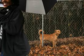 Santa clara county animal shelter. It S Now Illegal To Leave Your Pet Outside Without Shade In San Antonio