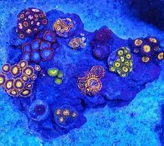 Zoa Garden Filling In Nicely Zoanthids Zoas Ultraeverything Allmymoneygoestocoral Houseofkolor Polyplab Reefcentral Reefkingz Reefaholiks Fishproblems R Coral