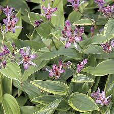 Image result for Triainolepis