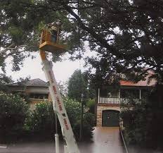 Whether you need a tree. Tree Removal Services North Shore Sydney Tree Solutions