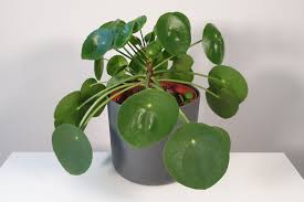 Xerosicyos danguyi silver dollar plant. Why Is My Chinese Money Plant Drooping 7 Solutions Smart Garden Guide