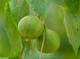 Image result for Croton megalobotrys