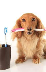 February Is National Dog Dental Health Month Nationaldogdentalheal En 2020 Cuidado Dental Dental Salud Dental