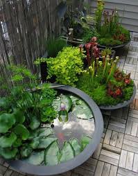 Planter Des Nenuphars Dans Des Pots Jardin D Eau Idees Jardin Jardin Japonais