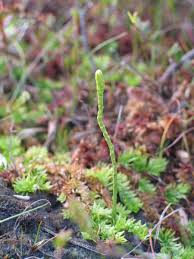 Image result for Lycopodiella caroliniana