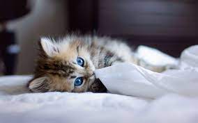 Kitten Wallpapers High Resolution Kitten Wallpaper Pet Birds Animals