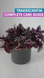 Check spelling or type a new query. Pin On Garden Care