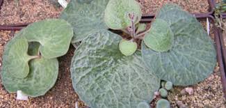 Image result for Thesium singulare