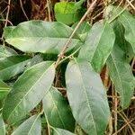 Image result for Staudtia