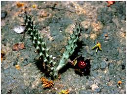 Image result for Euphorbia mwinilungensis