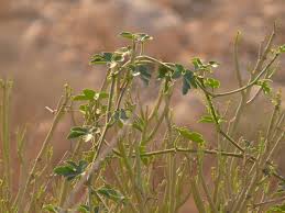 Image result for Corallocarpus epigaeus