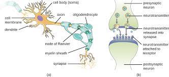 The central system is the primary command center for the body, and is comprised of. Anatomy Of The Nervous System Microbiology