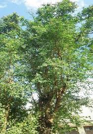 Image result for Lawsonia inermis