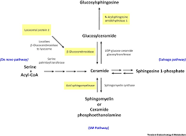 Maybe you would like to learn more about one of these? Sphingolipids In The Pathogenesis Of Parkinson S Disease And Parkinsonism Sciencedirect