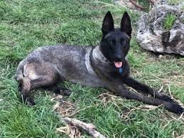 Currently our goal with the breeding program is to produce strong police prospect k9s. View Ad Belgian Malinois Litter Of Puppies For Sale Near Kansas Arkansas City Usa Adn 53598
