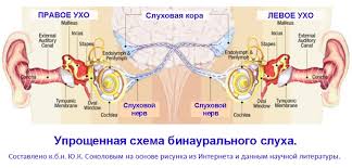Organ Sluha Sluhovoj Analizator