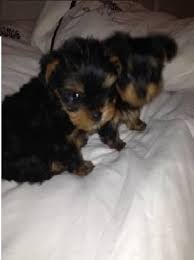 Irk Garantili York Shire Terierrr Yavrularimiz Irk Garantili York Shire Terierrr Yavrularimiz Kopek Kopeksever Yorkshire Terrier Evcil Hayvanlar Kopek