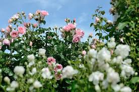 Epingle Sur Favori Roses By Georges Delbard