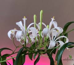 Image result for Turraea obtusifolia