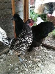 Maybe you would like to learn more about one of these? The Difference Between Pastured Organic And Free Range Eggs Delishably