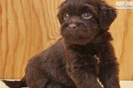 Cavapoo puppies are affectionate, gentle and graceful, highly intelligent and outgoing, with an agile mindset and a flamboyant personality, the cavadoodle certainly inherited an. Small Barks Chocolate Havapoo Havanese Toy Poodle Facebook