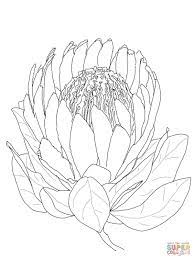 Protea Flower Protea Art Flower Drawing Protea Flower