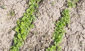 Clay soil is made of fine particles that cause it to stick together, preventing normal drainage processes that keep plant roots healthy. 7 Things To Know About Gardening With Clay Soil Smart Tips