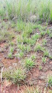 Image result for Microchloa