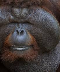 It is a 2,230 hectare park, rich with an abundance of palms, primary rainforest, orchids, clear jungle streams, and beautiful waterfalls with natural swimming. Kubah National Park Matang Wildlife Center Borneo Experiences By Singgahsana Lodge Adventure Sdn Bhd