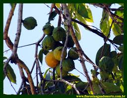 Image result for Antrocaryon