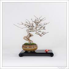 Bonsai Del Norte Guapo Guapo Nuestras Galerias Bonsai Que Guapo Plantas