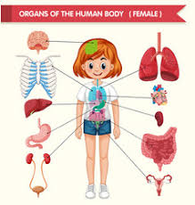 Find interesting images of bones, organs, muscles, medical tests, body parts and more. Kid Body Clipart Vector Images Over 720