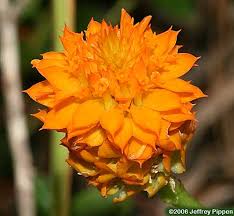 Image result for Polygala filicaulis