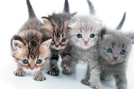 When Do Kittens Eyes Change Color Catster