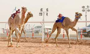 Camel races take place across the uae under the patronage of the ruling sheikhs. Saudi King To Close Final Session Of Camel Race Arab News
