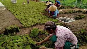 Apalagi untuk memperoleh suasana yang serba hijau kini anda tidak harus menggunakan tanaman, sebab anda bisa menggunakan produk rumput sintetis sebagai pengganti rumput asli. Jasa Pasang Rumput Taman Photos Facebook
