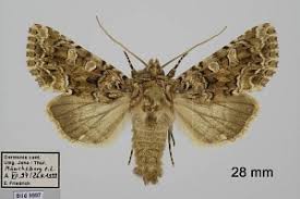 Image result for Hadena perplexa