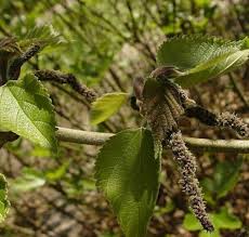 Image result for Broussonetia papyrifera