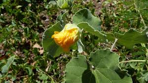 Image result for Abutilon indicum