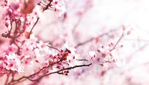 The cherry blossom is widely celebrated in japanese literature, poetry and art. 20 Best Kyoto Cherry Blossom Spots Sakura Hanami Top Tips