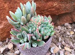 Check spelling or type a new query. The X Succulents Altman Plants