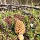 Fall Forest Treasures: Fungi & Nut Foraging Expedition event image