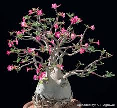 Image result for Adenium