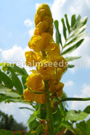 Cassia leptophylla is a tropical tree species in the genus cassia, which is indigenous to brazil. Cassia Abbreviata Scrambled Egg Tree Buy Seeds At Rarepalmseeds Com