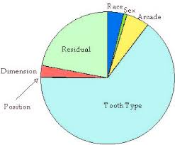 pie chart showing the apportionment of tooth size variation