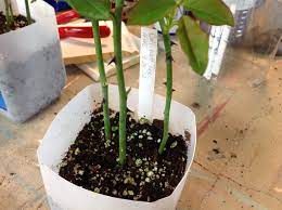I Have Tried Just About Every Method Out There To Propagate Roses From Cuttings This Process As Taught To Me B Rose Cuttings Rooting Roses Propagating Roses