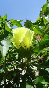 Image result for Cycnium tubulosum